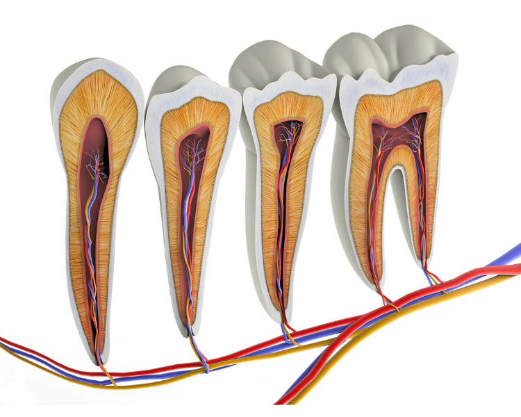 Path Teeth Teeth Routes: Connecting the Dots from Roots to Organs – CymaTones