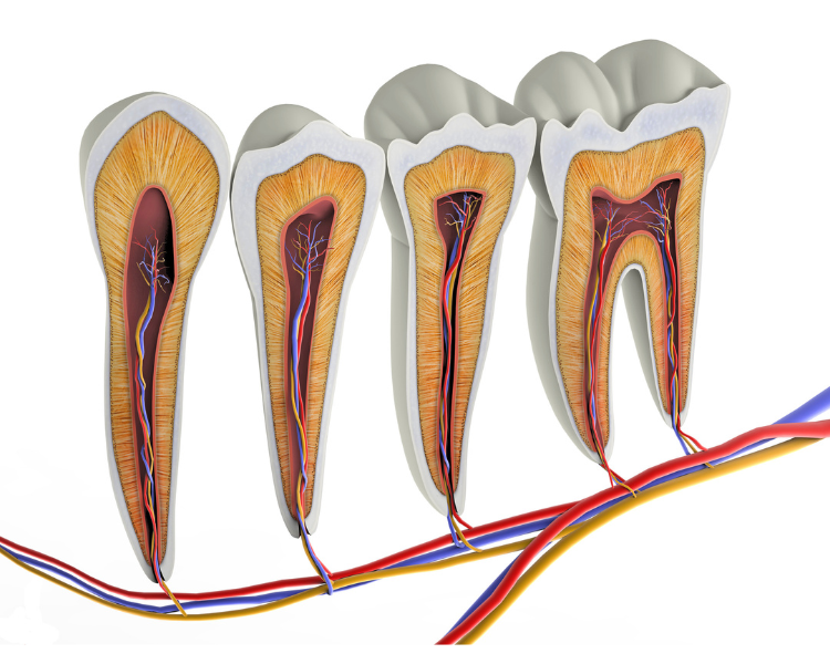 Teeth Routes: Connecting the Dots from Roots to Organs