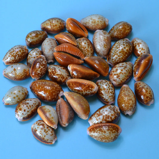 (set of 100) 15-24mm Cypraea Helvola